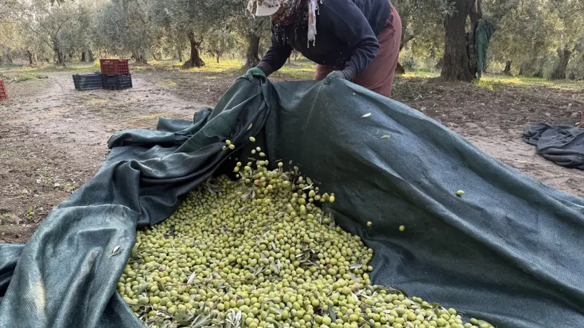 Akhisar’da zeytin rekoltesi 3 kat arttı! Üreticinin gözü desteklerde - Fotoğraf 1