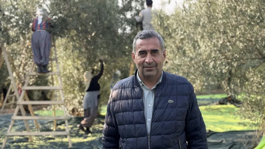 Akhisar’da zeytin rekoltesi 3 kat arttı! Üreticinin gözü desteklerde - Fotoğraf 3