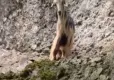 Bayramın ilk günü kaçan keçi 3. günün sonunda bulundu haberinin görseli
