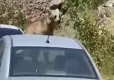 Nemrut’un maskot ayıları arabaların üzerine çıktı haberinin görseli