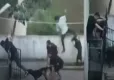 Tasmasız gezen pitbull bir gence saldırdı haberinin görseli