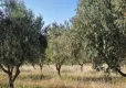 Zeytinlikler bir kez daha yağmalanmaktan kurtarıldı haberinin görseli