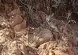 Tunceli’de vaşak görüntülendi haberinin görseli