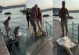 Bebek sahiline beyaz yunus vurdu: Poşetle çöp konteynerine atıldı haberinin görseli