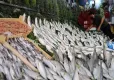 Dört Mevsim Balık Takvimi: Ne Zaman Hangi Balık Yenir? haberinin görseli