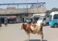 Çılgın inek Manisa'yı birbirine kattı haberinin görseli