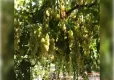 Superior Seedless üzümü nedir? Superior Seedless üzümü özellikleri haberinin görseli