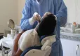 Diş hekimleri iş bırakıyor: Randevusu olanlar dikkat! haberinin görseli