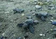 Muğla'da bulunan caretta caretta yavruları denize bırakıldı haberinin görseli