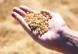 Soya üreticisine ek destek geliyor haberinin görseli