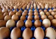 Kahverengi yumurta tarihe mi karışıyor? Marketlerde beyaz yumurta fırtınası! haberinin görseli