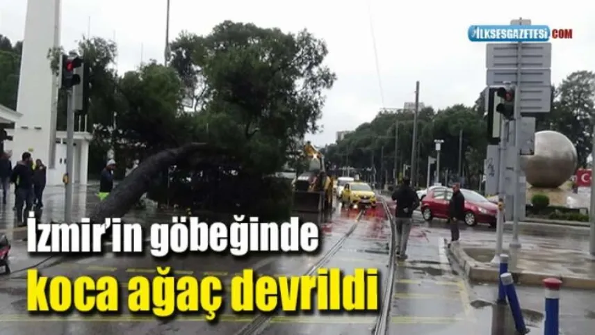 İzmir'in göbeğindeki koca ağaç devrildi haberinin görseli