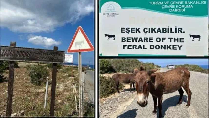 KKTC’nin sevimli mafyaları haberinin görseli
