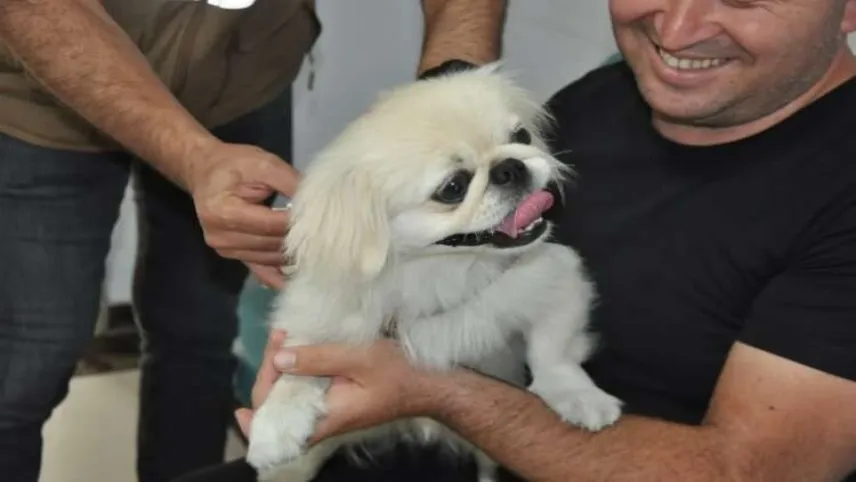 Salihli’de bin kedi ve köpeğe mikroçip takıldı haberinin görseli