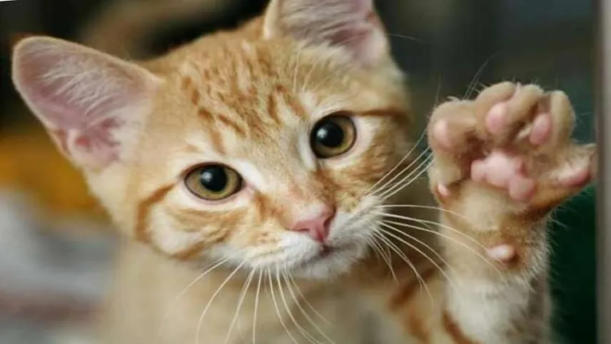 Kedi Tırmalaması Kuduz Yapar Mı? haberinin görseli