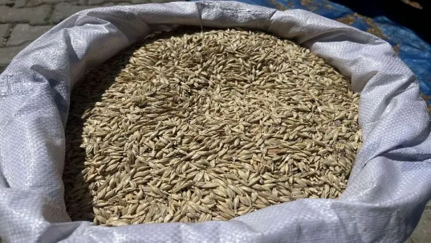 Kastamonu'nun siyez buğdayı mercek altında haberinin görseli