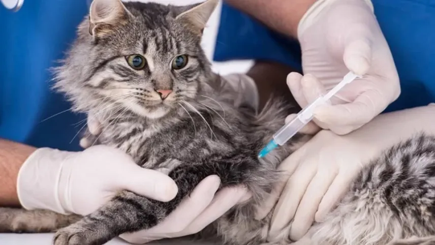 Kedi ve köpekler için aşı takvimi nasıl olmalıdır? haberinin görseli
