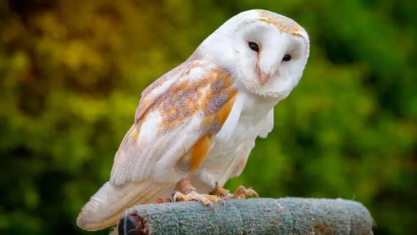 Rüyada baykuş görmek ne demek? Rüyada evin içinde baykuş görmek ne anlama gelir? haberinin görseli