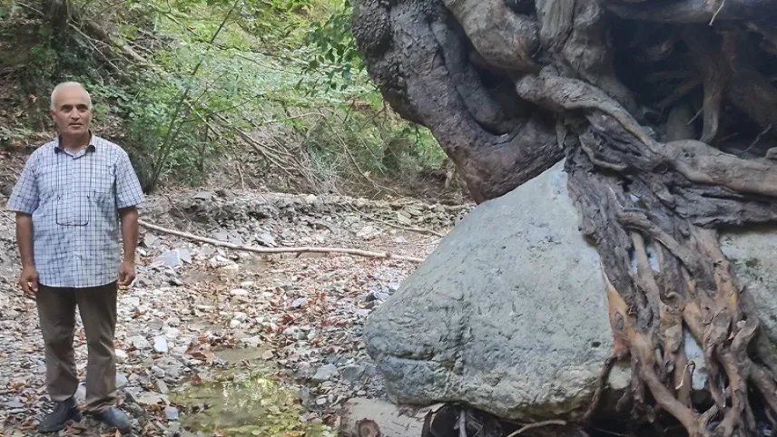 Bartın'da kökleriyle kaya tutan ağaç bulundu haberinin görseli