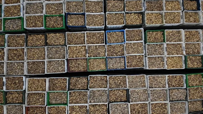 Kuru incirlerin ihracat yolculuğu başlayacak haberinin görseli