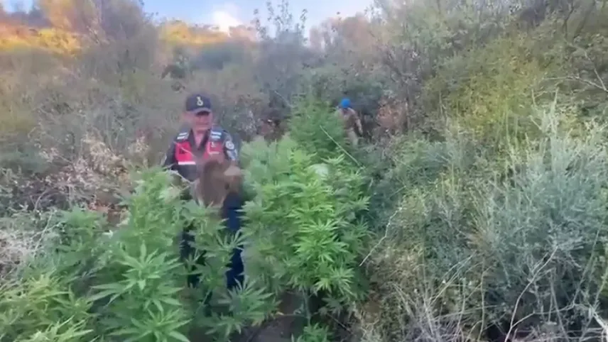 Şarköy’de kenevir ve kubar esrar ele geçirildi haberinin görseli
