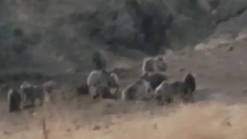 Tunceli Nazımiye’de bozayılar grup halinde görüntülendi haberinin görseli
