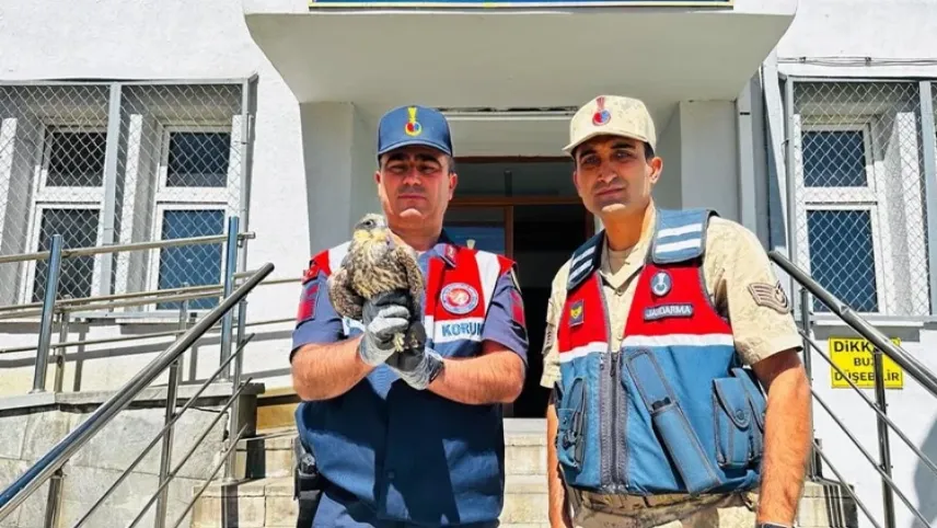 Yaralı yavru oğan koruma altına alındı haberinin görseli