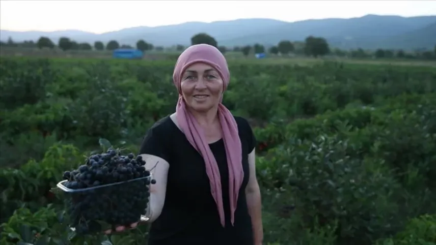 Kadın muhtar aronya meyvesini köyüne kazandırdı haberinin görseli