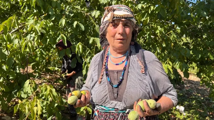 Kahramanmaraş’ta cevizde hasat dönemi haberinin görseli