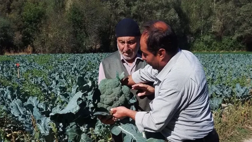 Sinanpaşalılar brokoli hasatında haberinin görseli