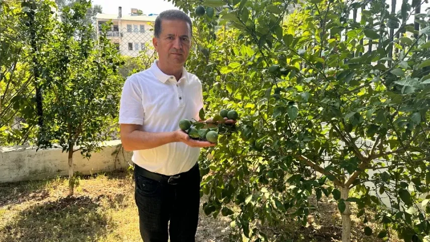 Narenciyede verim yüksek ancak alım yok haberinin görseli