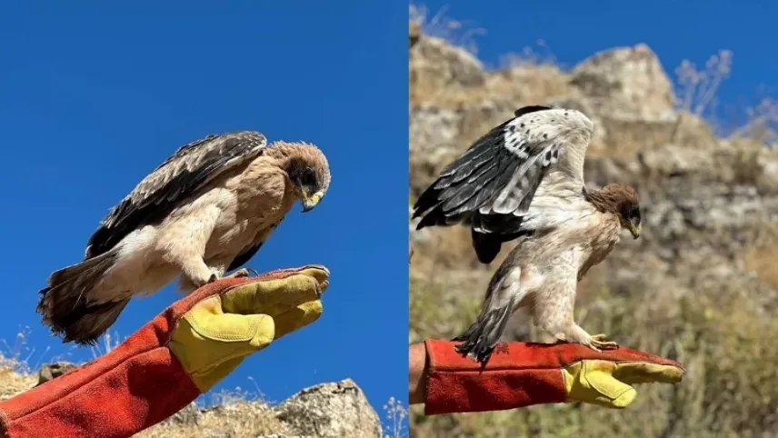 Tunceli’de yaralı halde bulunan kartal tedavi altına alındı haberinin görseli