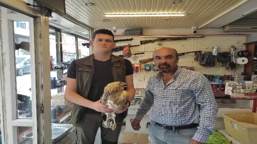 Kastamonu'da tedavi edilen kartal doğaya bırakıldı haberinin görseli