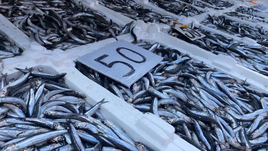 Zonguldak’ta yerli hamside fiyatlar düşüşe geçti haberinin görseli