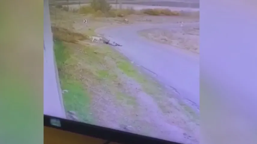 Ankara’da köpek dehşeti: Bisiklet süren çocuğa saldırdı haberinin görseli