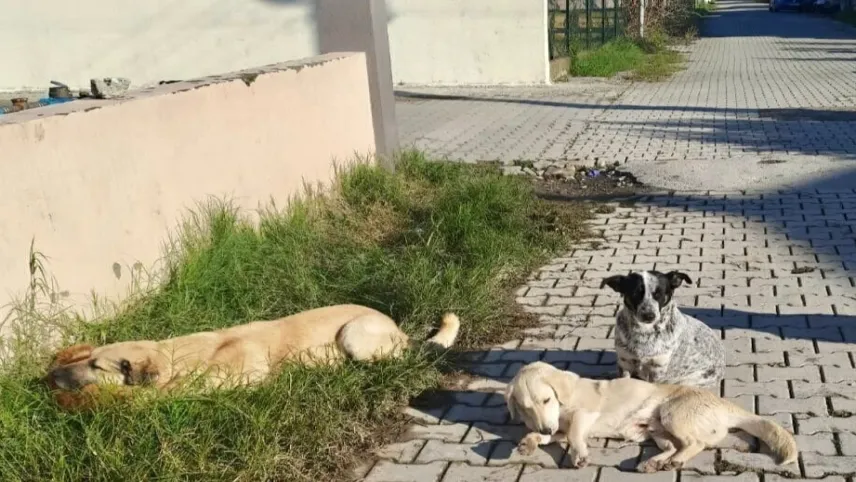 HAYTAP: Ölüm kampları çözüm değil! haberinin görseli