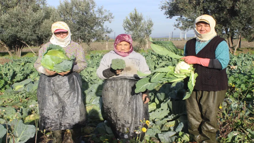 Türkiye'nin kışlık sebzeleri Salihli'den haberinin görseli
