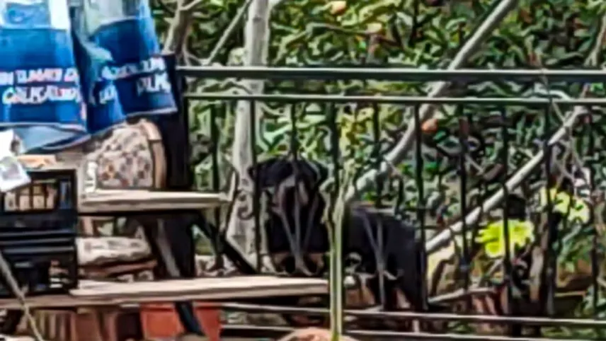 Yumurta toplamaya giden kadın dobermanın saldırısına uğradı haberinin görseli