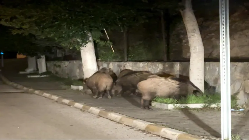 Muğla’da domuz sürüsü şehre indi haberinin görseli