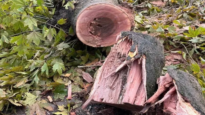 Ölümcül Çınar kanseri İstanbul’dan sonra Denizli’de de görüldü haberinin görseli