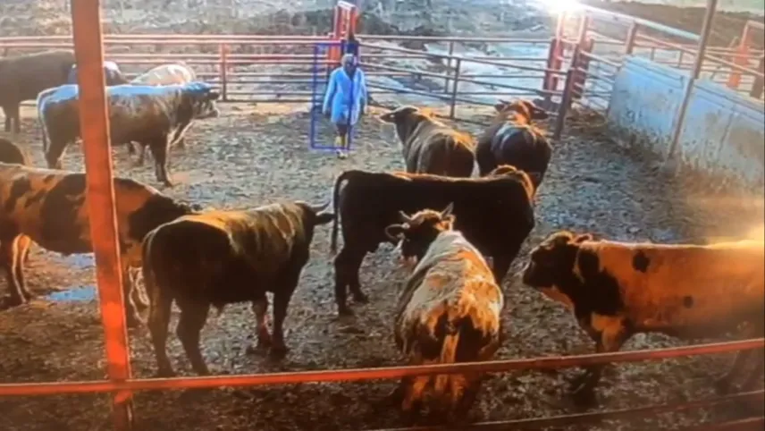 Boğa kızınca ahır karıştı haberinin görseli