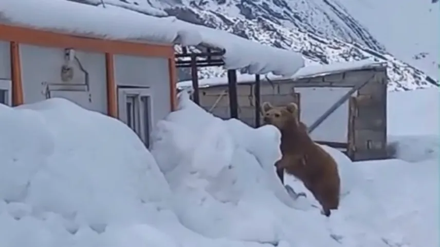 Hakkari'de şantiyeler ayıların uğrak noktası oldu haberinin görseli