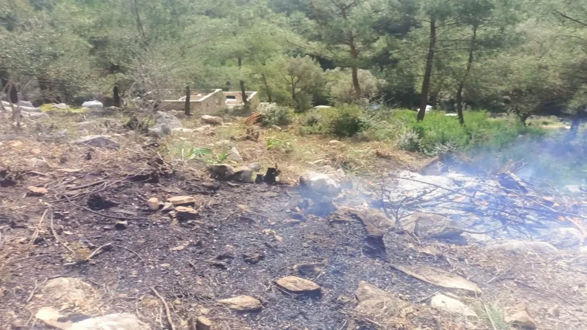 Muğla'da ağaçları kesip yaktılar haberinin görseli