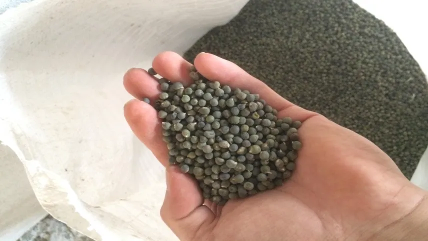Bamya tohumu nedir, nasıl tüketilir? haberinin görseli