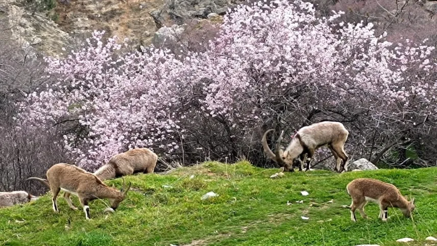 Tunceli aynı anda iki farklı mevsimi yaşıyor haberinin görseli