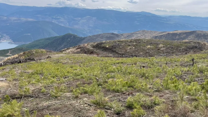 Sinop'ta yıllar önce yanan bölge yeniden canlanıyor haberinin görseli