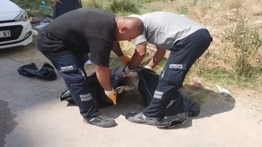 Hayvanseverlerden yasa değişimi için imza kampanyası! haberinin görseli