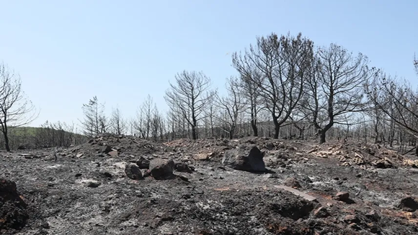 Urla’da ağaçlandırma seferberliği başlıyor haberinin görseli