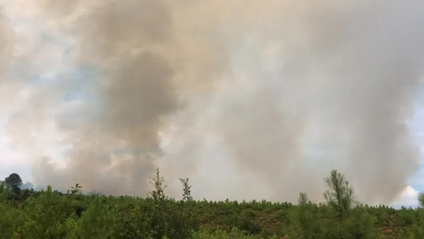 Yalova'da ormanlık alanda yangın! haberinin görseli
