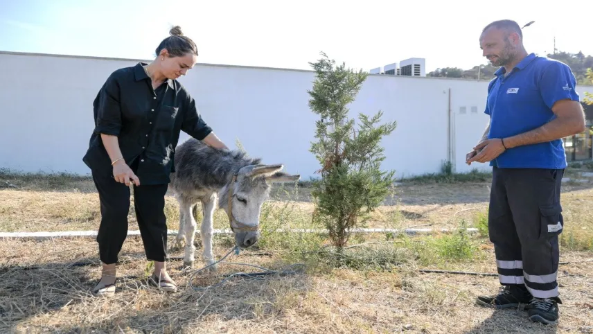 İzmir'de yangından kurtarılan hayvanlar rehabilite ediliyor haberinin görseli